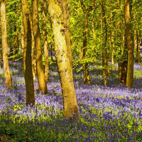 Bluebells in Dockey Woods - part of the Ashridge estate